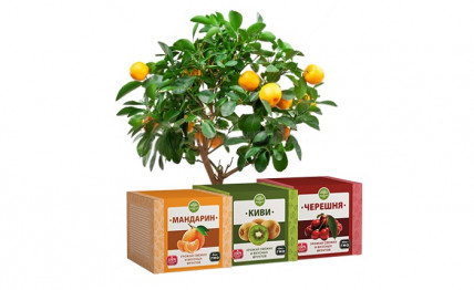 Minitrees (Минитресс) - фруктовые мини-деревья